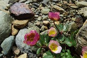 44 Ranuncolo glaciale (Ranunculus glacialis)